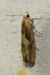 Eucosma gr. hohenwartiana