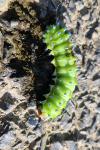 Saturnia pyri