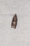 Ancylis achatana