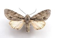 Acronicta psi