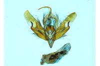 Acronicta psi