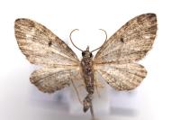Eupithecia tenuiata