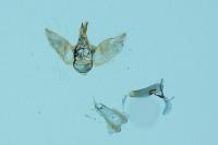 Eupithecia tenuiata