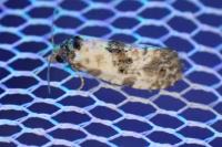 Cochylis molliculana