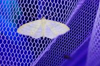 Idaea subsericeata