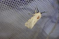 Spilosoma lubricipeda