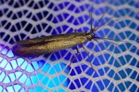 Coleophora alcyonipennella/frischella