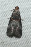 Acrobasis advenella