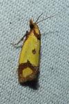 Agapeta zoegana