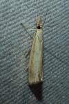 Agriphila straminella