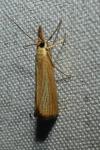 Agriphila straminella