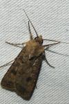 Agrotis segetum