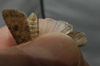 Agrotis segetum