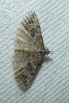 Alucita hexadactyla