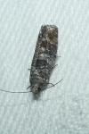 Ancylis achatana