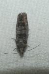 Ancylis achatana
