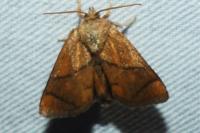 Apoda limacodes