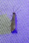 Bactra
