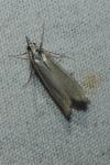 Crambus pascuella