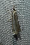 Crambus pascuella