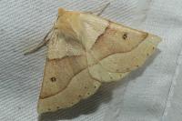Crocallis elinguaria