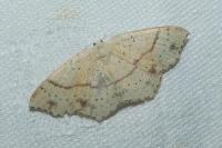 Cyclophora punctaria