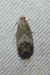 Cydia splendana
