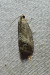 Cydia splendana