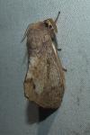 Dendrolimus pini