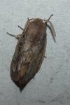 Dendrolimus pini