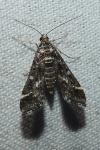 Diasemiopsis ramburialis