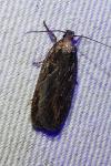 Depressaria