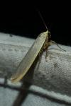 Eilema caniola