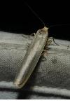Eilema caniola