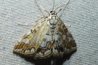 Elophila nymphaeata