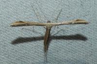 Emmelina argoteles/monodactyla