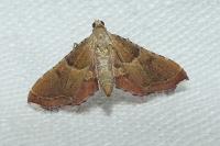 Endotricha flammealis