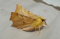 Ennomos alniaria