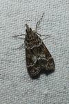 Eudonia mercurella