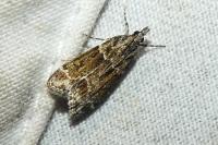 Eudonia mercurella