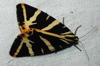 Euplagia quadripunctaria