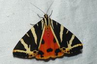 Euplagia quadripunctaria