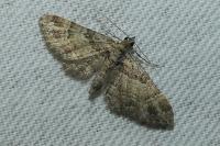 Gymnoscelis rufifasciata