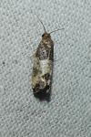 Spilonota ocellana