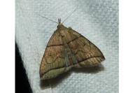 Herminia grisealis