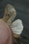 Hoplodrina blanda
