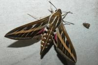 Hyles livornica