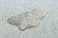 Idaea subsericeata
