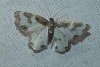 Lomaspilis marginata