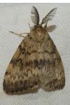Lymantria dispar